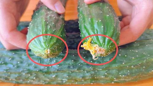 新黄瓜最新爆料视频大全,揭秘幕后真相与精彩瞬间