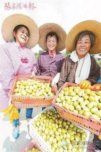 网红吃的网纹瓜,网纹瓜,口感与颜值并存的美味之旅  第3张 网红吃的网纹瓜,网纹瓜,口感与颜值并存的美味之旅  第3张