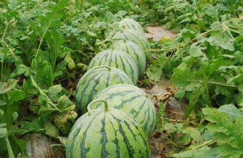 莱州大瓜爆料视频最新,惊人内幕曝光，真相令人震惊！