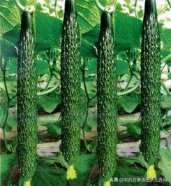 黄瓜农药爆料方法视频大全,教你轻松识别农药残留  第3张 黄瓜农药爆料方法视频大全,教你轻松识别农药残留  第3张