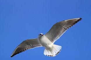 天津海鸥爆料视频,一场惊心动魄的幕后故事  第2张 天津海鸥爆料视频,一场惊心动魄的幕后故事  第2张