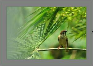 在线观看麻雀,揭秘网络影视的崛起与魅力  第3张 在线观看麻雀,揭秘网络影视的崛起与魅力  第3张